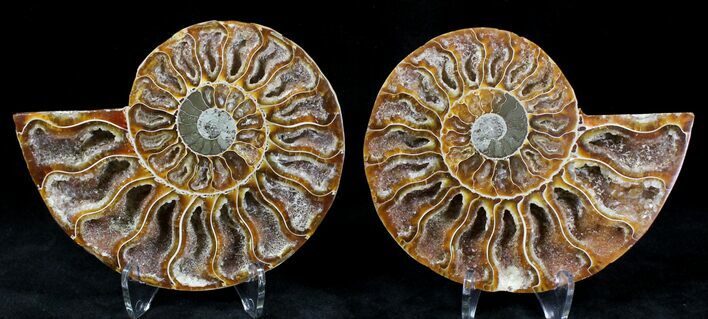 Polished Ammonite Pair - Million Years #21152